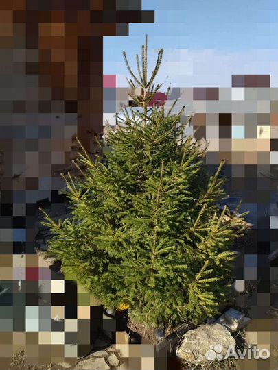Ель 195*135см