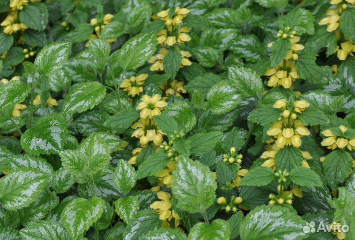 Яснотка зеленчуковая