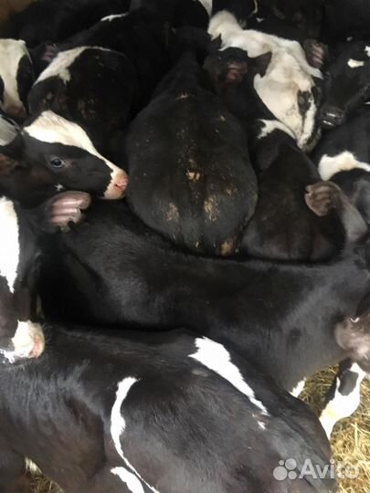 Телята бычки