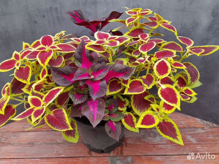 Растения для дома и офиса, колеусы в кашпо 5 л