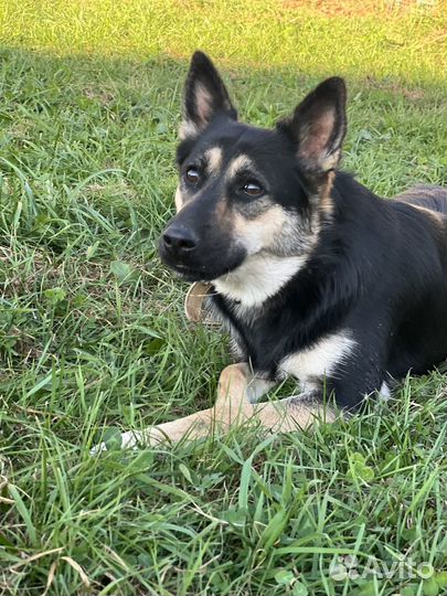 Фанта мини овчарочка