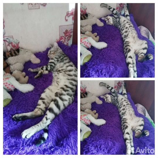 Бенгальский кот, вязка
