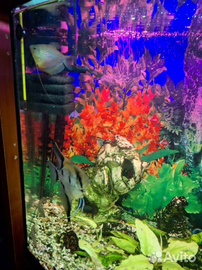 Аквариум 150л с рыбками и комплектующими