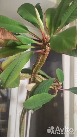 Пальма молочай (эуфорбия)