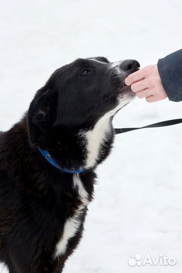 Искра в добрые руки