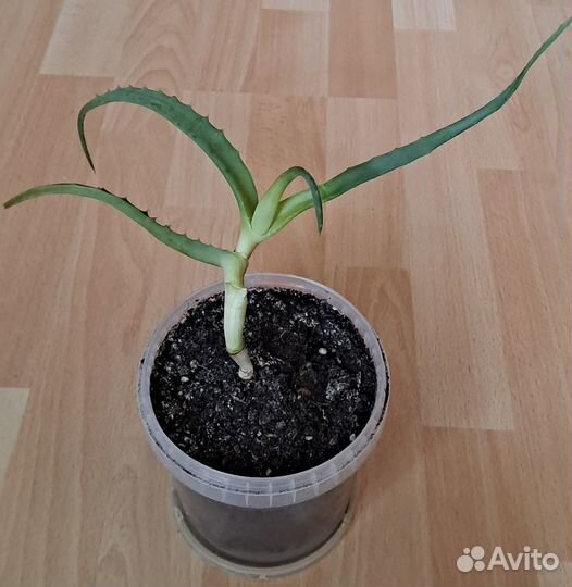 Алоэ столетник