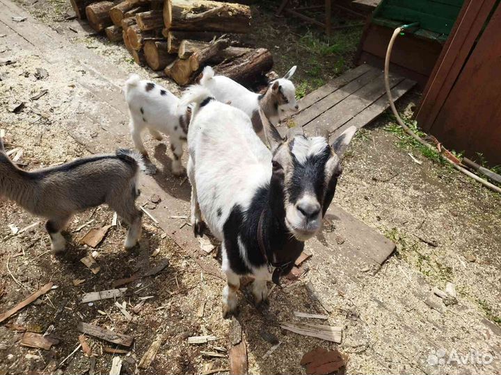 Камерунские карликовые козлята