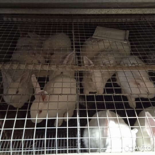 Продам кроликов на племя