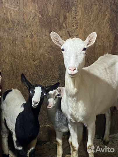 Козы козлята