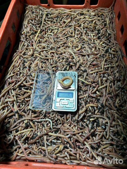 Червь на Волгу