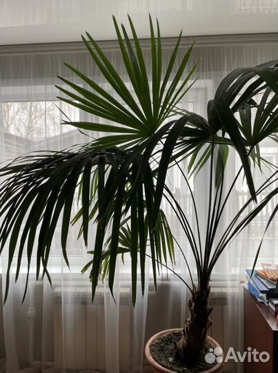 Пальма Трахикарпус