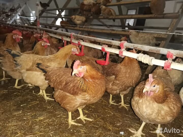 Продается молодняк птицы