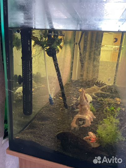 Аквариум с тумбой 240 литров