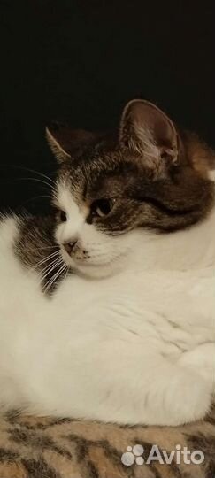 Кошечка Матрёшка