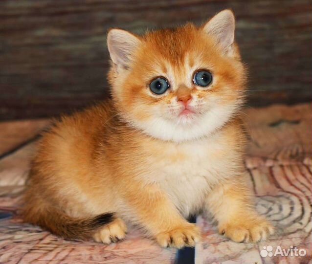 Котята британская золотая шиншилла