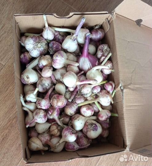 Чеснок домашний