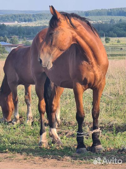 Продается лошадь