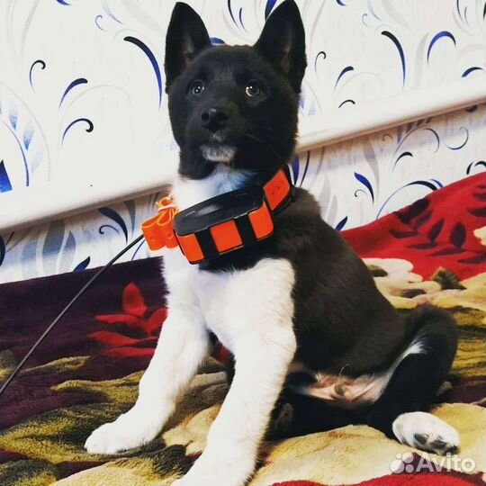 Лайки-хаски лайки-лайки щенки