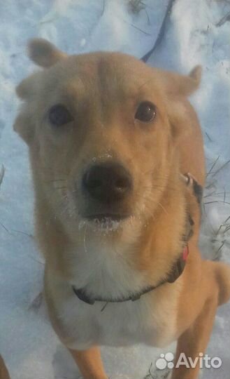 Золото рыжее