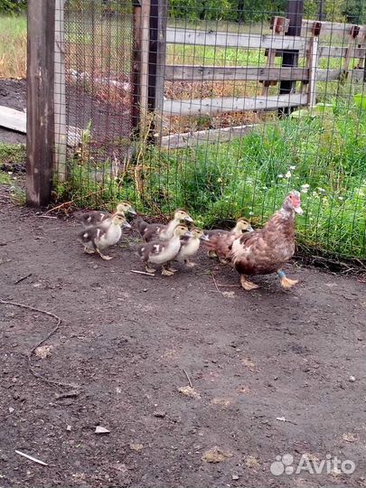 Индоутки индоутята