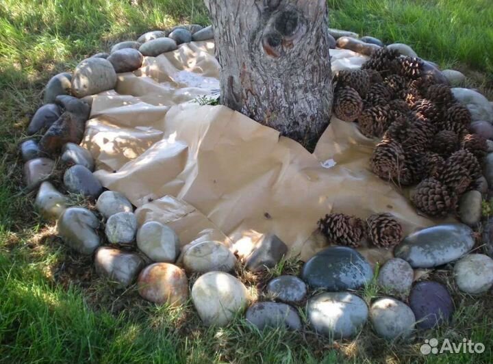Сосновые шишки сухие