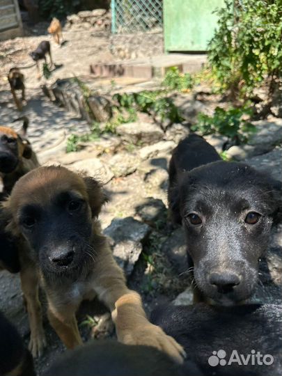 Щенки дворняжки симпатяги