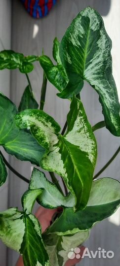 Сингониум Три короля