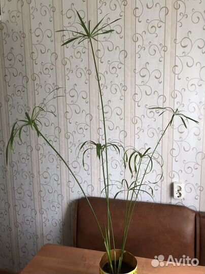 Циперус - пальма