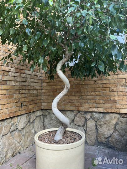 Фикус 2 метра в горшке