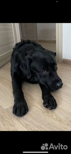 Лабрадор вязка