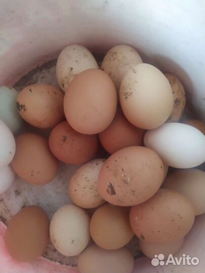 Курицы несушки