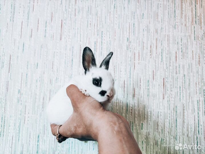 Мини карликовый кролик
