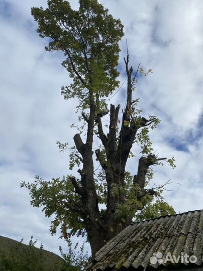 Спил деревьев