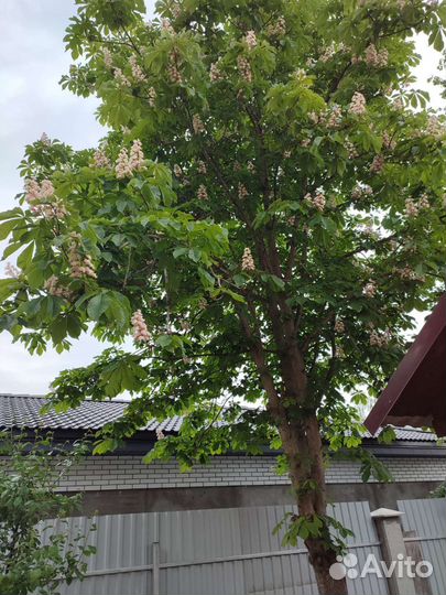 Саженцы каштана