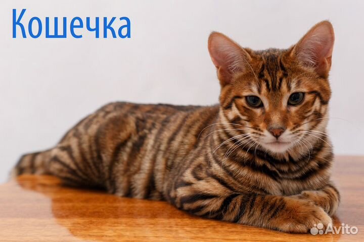 Тойгер котята