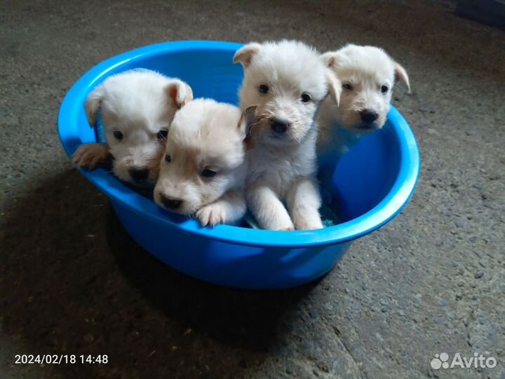 Метисы Лабрадора