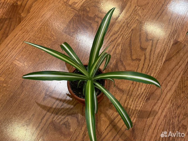 Хлорофитум