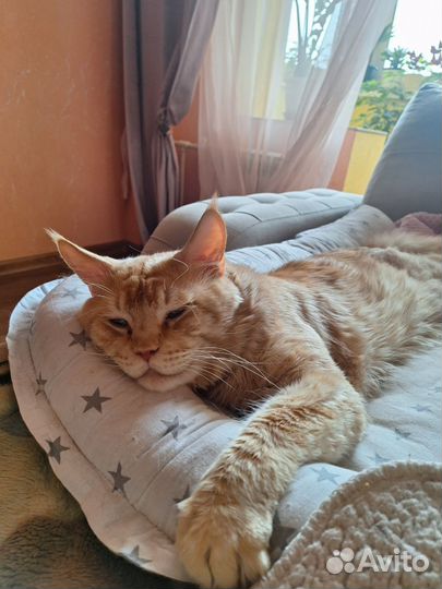 Котята мейн-кун