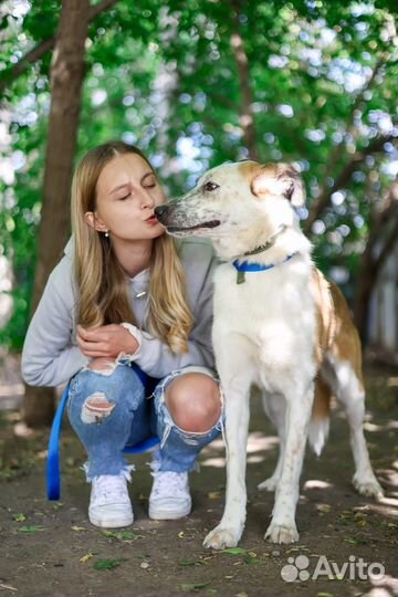 Молодая собачка в поиске любящей семьи