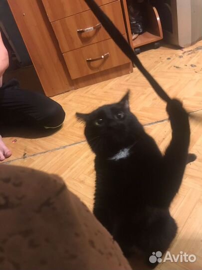 Кот