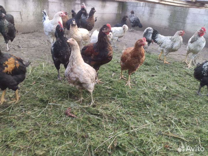 Красивые петухи