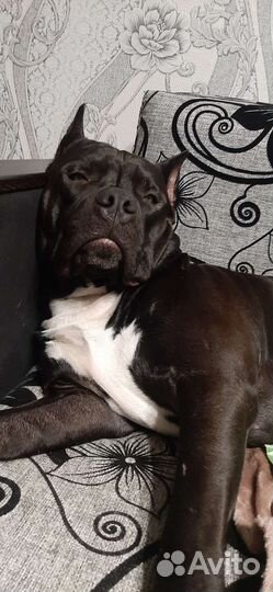 Питбуль вязка