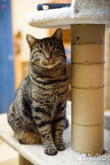 Боря ищет дом