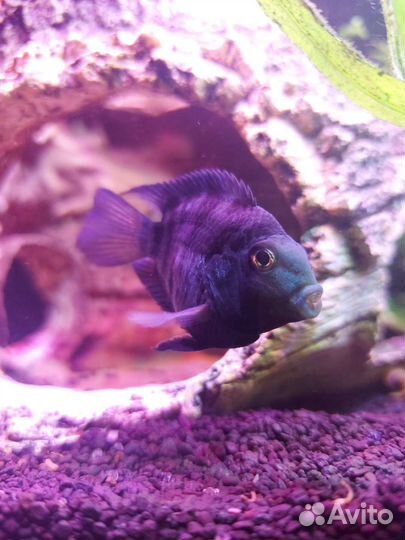 Сапфировый попугай