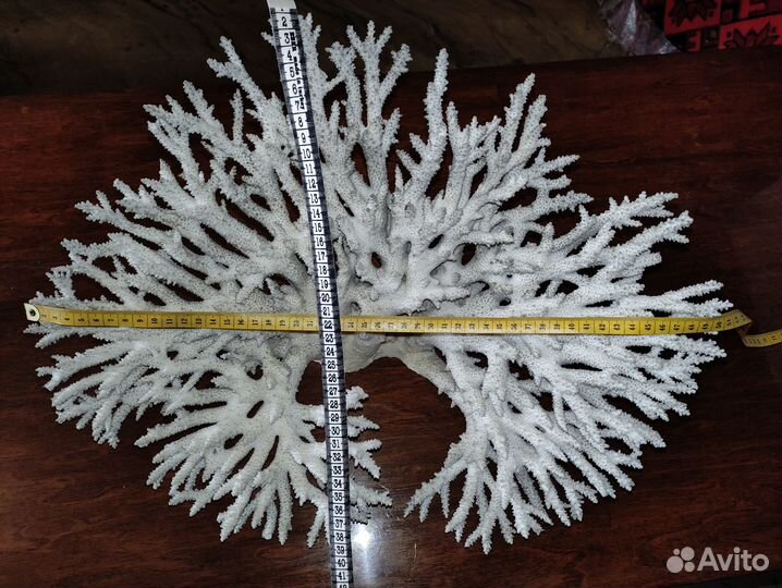 Морские кораллы,ракушки