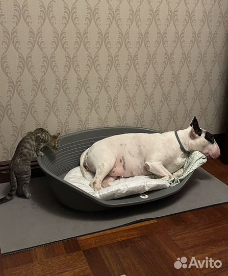 Лежак пластиковый для собак