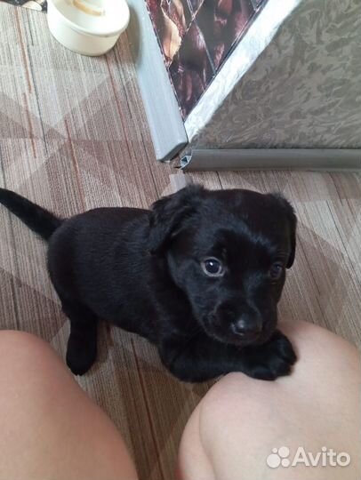 Отдам в добрые руки щенка