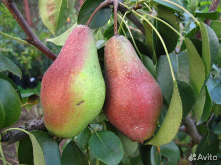 Груша Обыкновенная Яковлевская Саженцы