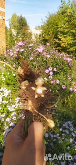 Топинамбур клубни