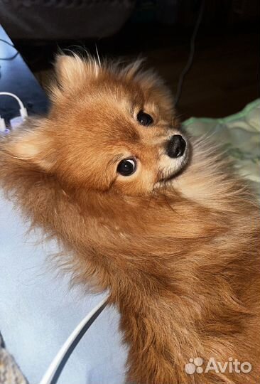 Немецкий шпиц вязка девочка